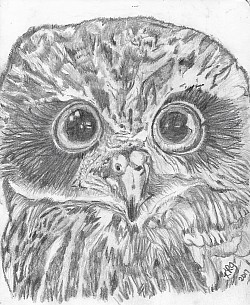 Owl in Pencil