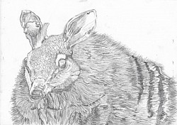 Numbat in Pencil