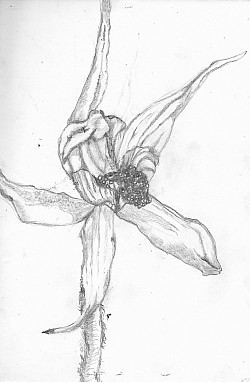 Orchid in Pencil