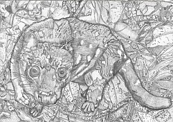 Quoll