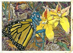 Wanderer Butterfly and Cowslips