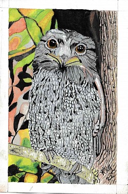 Tawney Frogmouth