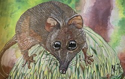 Honey Possum