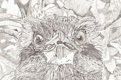Kookaburra