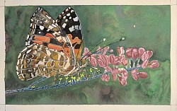 Butterfly and Comesperma