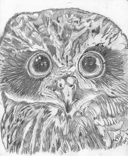 Boobook Owl