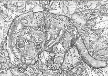 Quoll