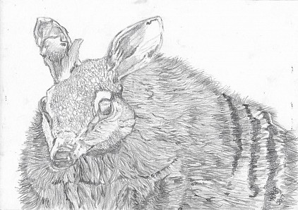 Numbat