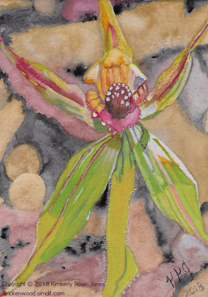 Karri Spider Orchid