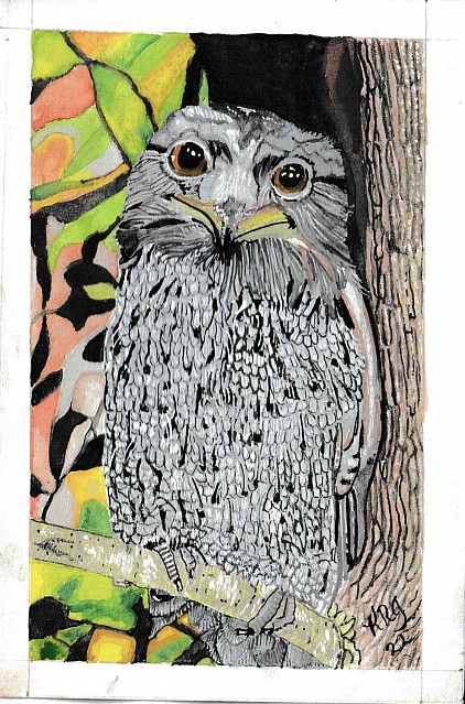 Tawney Frogmouth