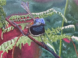 Red Winged Fairy Wren