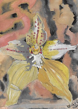 Cowslip Orchid
