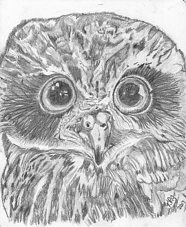 Boobook Owl