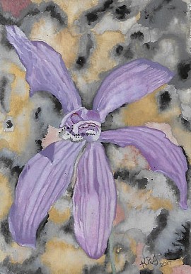 Blue China Orchid