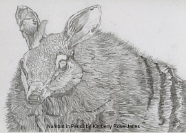 Numbat